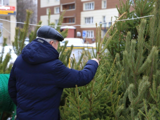 Не просто елка: как покупка праздничного дерева в Долгопрудном помогает природе