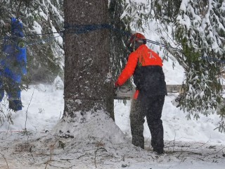 Главное украшение страны: новогоднюю елку для Соборной площади срубили в Рузе