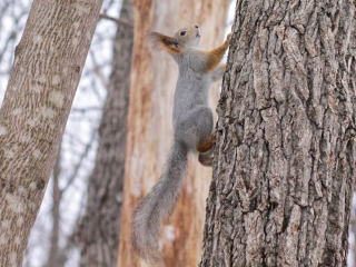 Новоселье в «Лесной опушке»: в лесопарке выпустили алтайских белок и установили для них домики