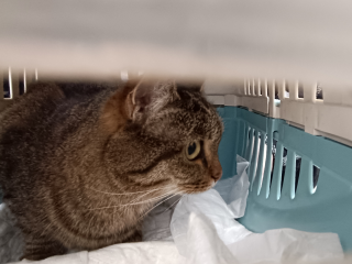 Последняя охота на вирусы: в селах под Можайском ждут пушистых и хвостатых пациентов