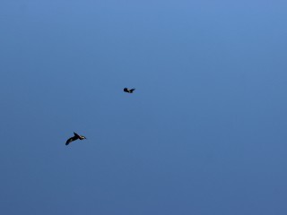 «Стащила 100₽ и пропала»: в Снегирях ищут ручную сороку-любимицу детей