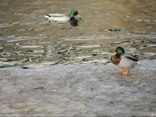 Болото отменяется: что будут ловить в Горбуновском пруду «Боцман» и машина-амфибия