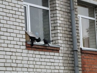 Наблюдая за успеваемостью птиц: в Ожерельевском колледже открылась необычная «аудитория»