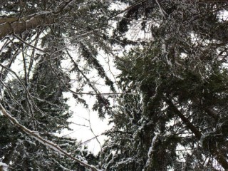 Метель и крепкие морозы до -21°: атлантический циклон обрушится на Подмосковье в Новый год