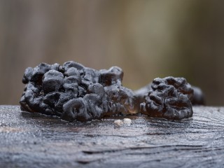 Отпугивающий ведьм гриб обнаружили в лесах Балашихи