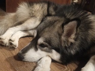 Приключения хаски в Балашихе: кто и зачем привязал пса к забору и как удалось найти его хозяина