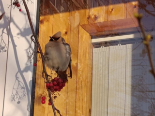 Дети будут в восторге: в Селятино можно увидеть «птицу с открытки»