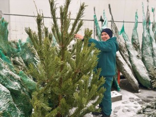 От полуметра до трех метров пушистой зеленой красоты: что предлагают елочные развалы