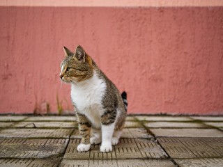 Как маленький котенок стал частью армии и спас жизни военнослужащих из Сергиева Посада