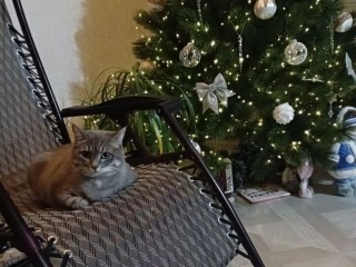 Салюты пугают, мишура манит: как уберечь питомца в новогодние праздники и куда звонить, если что‑то пошло не так