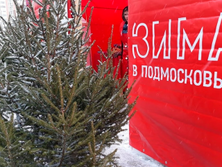 Где купить живую елку в Королеве: список праздничных базаров