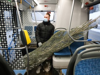 Юрист предупредила о штрафе за неправильную перевозку елки в автобусе