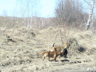 «Собачники» в Кашире-2 получат новую площадку для выгула питомцев, но в лесу