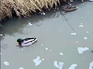 В Одинцове расследуют сбросы в реку Саминка