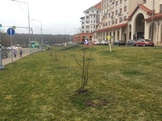 От идеи к зеленой аллее: жители продолжают высадку деревьев на Римском проезде