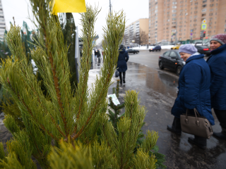 Елочные базары откроются на шести площадках города
