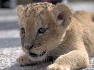 На грани жизни и смерти: в Клинский приют привезли истощенного львенка с ужасным диагнозом