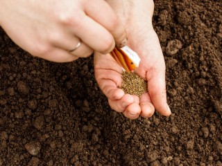 Свежая зелень к Новому году: простой способ вырастить укроп на подоконнике за 20 дней