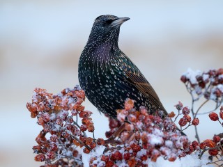 Ваш рейс отменяется: почему все больше птиц зимуют в Подмосковье