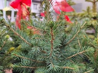 Не рубить, а купить: определены адреса елочных базаров в Чехове