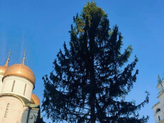 Новогоднюю ель из Рузы в Кремле украсят к праздничным утренникам