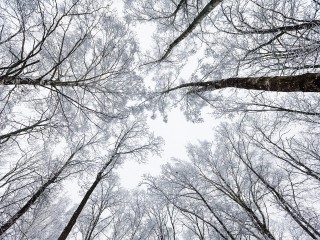 Весна на день вернется в Подмосковье 18 декабря 2025 года