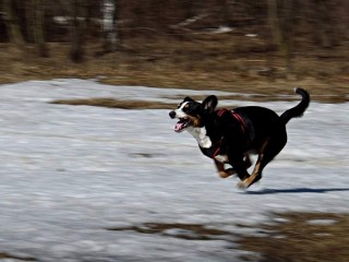 Для людей праздник — для собак кошмар: что происходит с психикой животных во время фейерверков