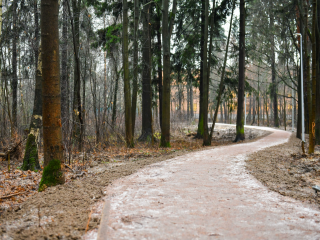 Декабрь без зимы: в Черноголовке первую неделю продержится плюсовая температура