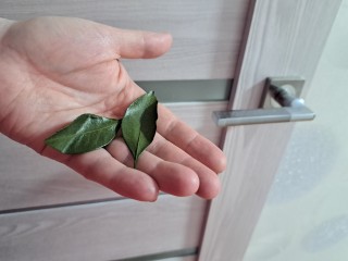 Почему лавровый лист прячут в шкафу среди одежды — польза, о которой знают не все