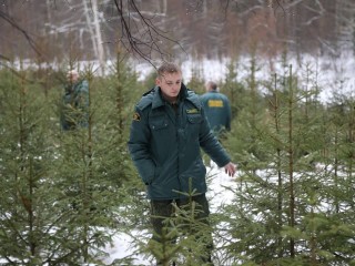 Сохраните чек: полиция и лесники начинают массовые проверки машин с елками