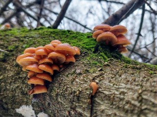 В луховицких лесах еще встречается столько грибов, что хватит не на одну корзинку