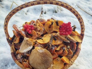 Грибной сезон продолжается: выпавший снег в Луховицах не мешает сбору даров природы