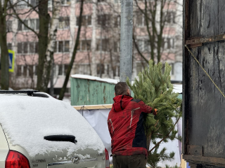В Подольске стартовала экологическая акция «Сдай елку на переработку»