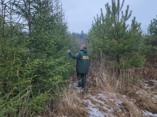 Лесная охрана в преддверии Нового года усиленно оберегает молодые ели