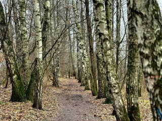 «Жара» вернется в Подмосковье: когда зима возьмет паузу и уступит теплу в регионе