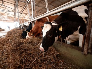 Это фантастика: зачем коровам имплантировали нейророга