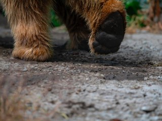 В лесах появились медведи-шатуны: теплая зима в Подмосковье помешала медведям впасть в спячку