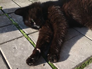 Жители Серебряных Прудов в поисках Мухи: кошка с характером тигра исчезла!