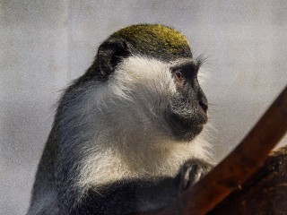 О чем говорят обезьяны: какие слова и звуки входят в примитивный словарь макак