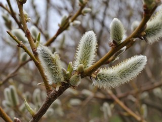 Чудо Господне: какое необычное природное явление можно наблюдать только 4 декабря