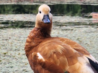 Шанс на жизнь: жители Одинцова спасли утенка-огаря по кличке Гриша