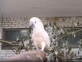 Волоколамский какаду Лунтик при встрече сразу лапку подает
