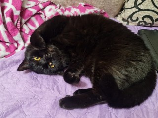 Луховицкий ветеринар рассказал, почему кошка может спать с открытым ртом, и чем это опасно