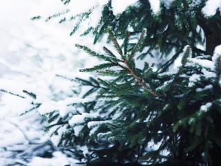 Новогоднему настроению — быть! Дан точный прогноз метеоролога Поздняковой на декабрь