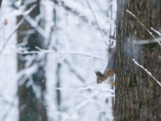 Синоптик назвал дату начала настоящей русской зимы в Подмосковье