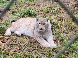 Рыси, каракалы, сервалы: ученые в Черноголовке изучают редких кошачьих