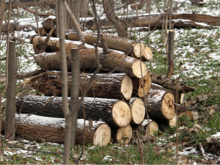 В Подмосковье изменили подход к оздоровлению лесов: как изменятся «зеленые легкие» региона