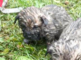 Щенки, мама и герои в форме: невероятная спасательная операция в Сергиевом Посаде