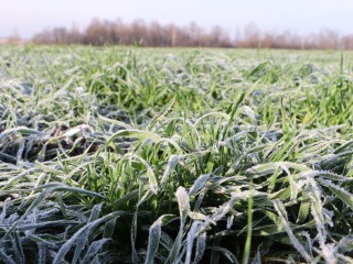 Сеять перед снегом — это дальновидно: где выросли площади озимых и почему это важно для продовольственной безопасности Подмосковья