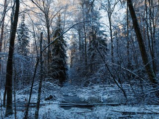 Когда арктическая зима придет в Воскресенск, рассказали синоптики
